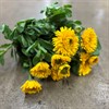 CALENDULA RINGBLOMMA GUL